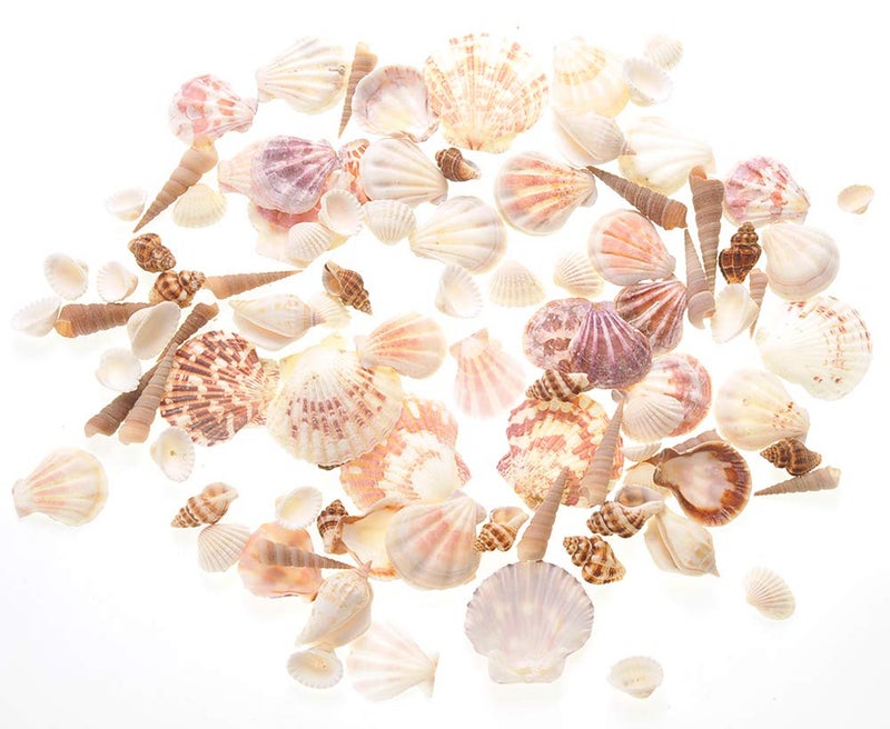 PowerTRC Mixed Beach Sea Shells for Ocean Theme Parties and Weddings Decoration | Vase, Fountain & Fish Tank Filler Various Sizes 1â€-2.5â€ | Approx.100 Sea Shells - Image 1